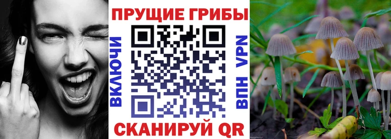 Купить  Лесной  Псилоцибиновые грибы Psilocybine cubensis 